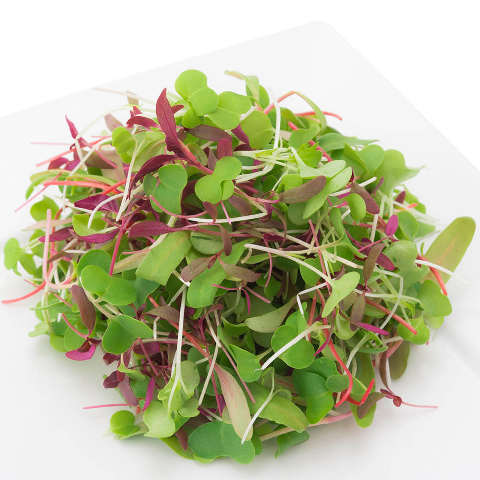 Sweet Micro Mix | Chard, Red Amaranth, Kale, Pac Choy organic microgreens