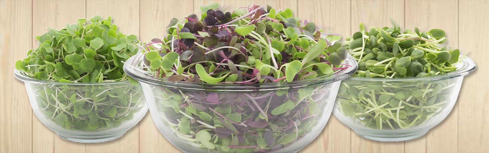 Microgreen salad mix | Microgreens super salads organic greens