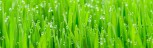 Organic wheatgrass | Green juice grown in organic soil superfood