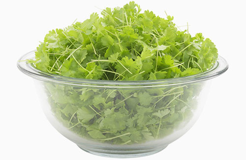 Organic Parsley – micro herb microgreens MA local harvest