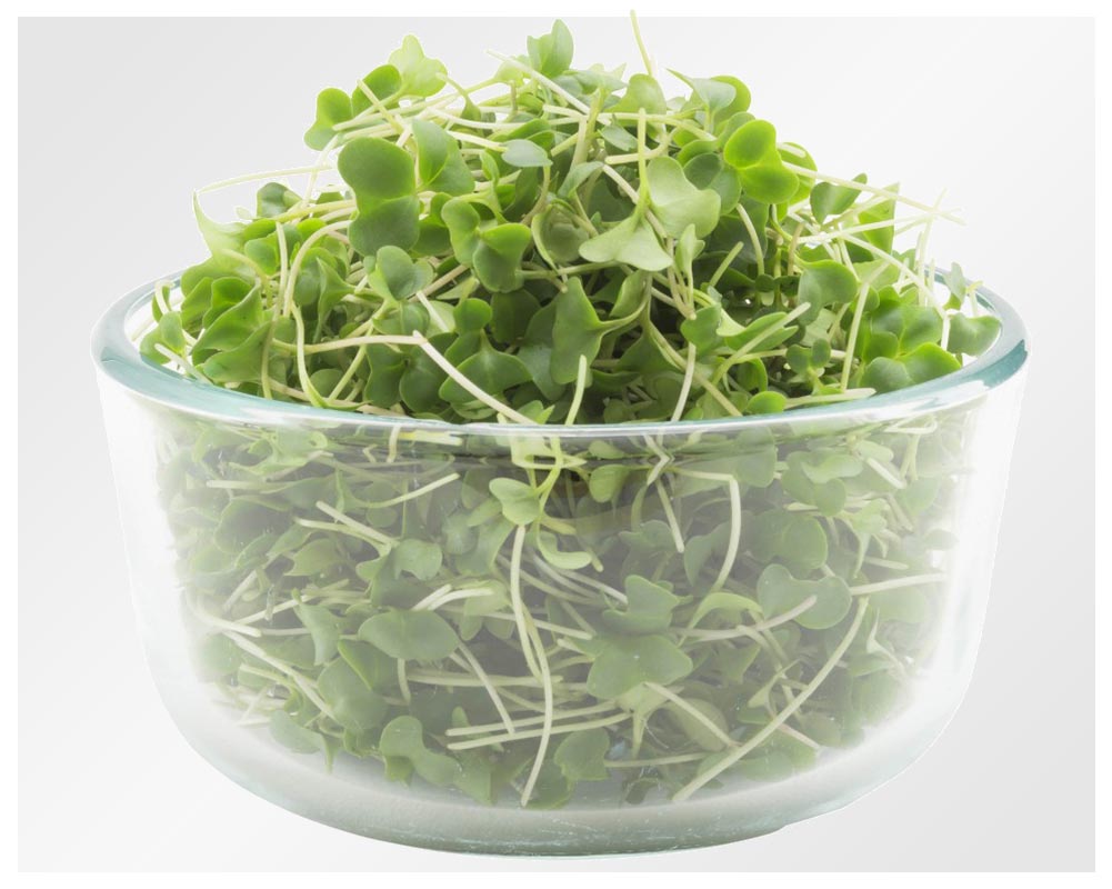 Organic broccoli micro greens mixes restaurants farm fresh greens pea shoots