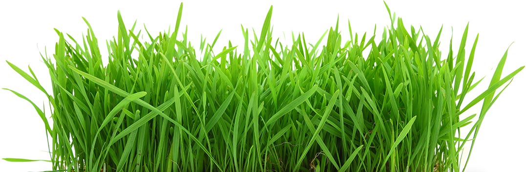 Organic wheatgrass | Green juice wheatgrass juicing nutrient dense