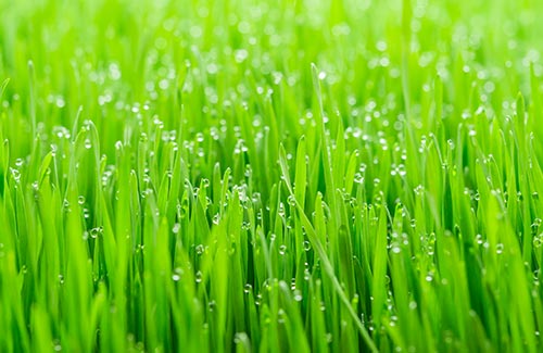 USDA certified organic wheatgrass juice wheat grass benefits